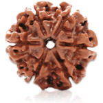 6 Mukhi Rudraksha