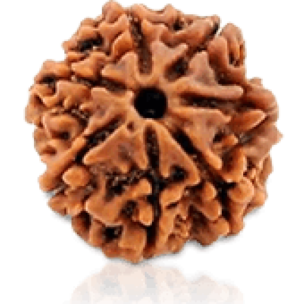 7 Mukhi Rudraksha