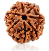 7 Mukhi Rudraksha