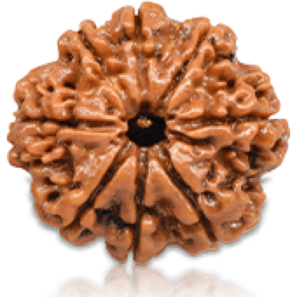 8 Mukhi Rudraksha