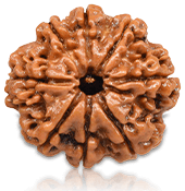 8 Mukhi Rudraksha