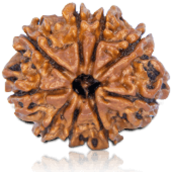 9 Mukhi Rudraksha