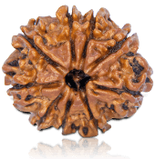 9 Mukhi Rudraksha