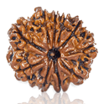 10 Mukhi Rudraksha