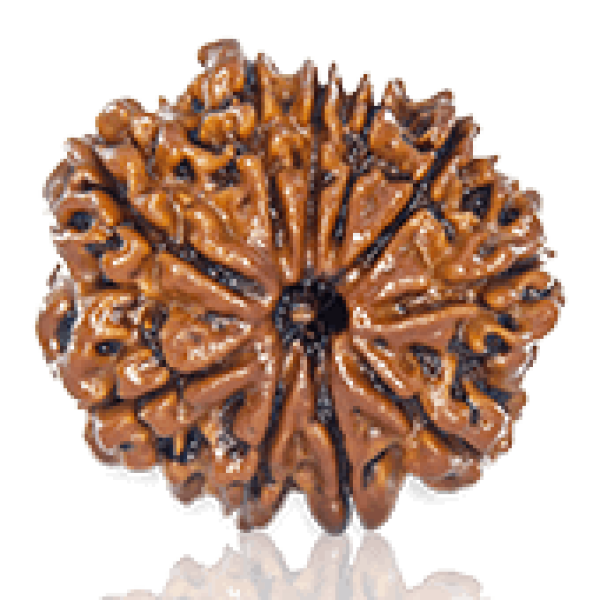 10 Mukhi Rudraksha