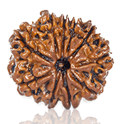 10 Mukhi Rudraksha