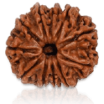 11 Mukhi Rudraksha