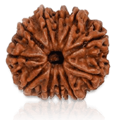 11 Mukhi Rudraksha