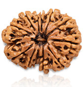 12 Mukhi Rudraksha