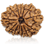 13 Mukhi Rudraksha