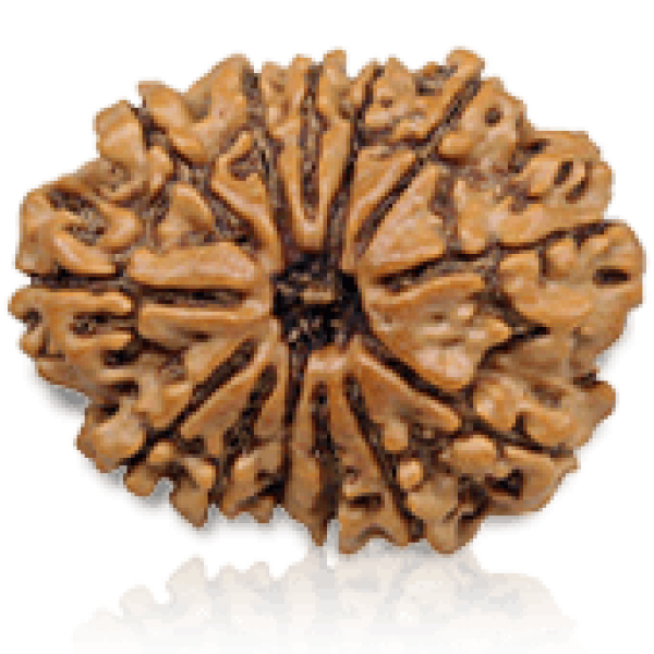 13 Mukhi Rudraksha