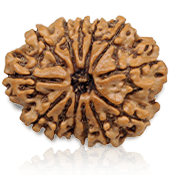 13 Mukhi Rudraksha