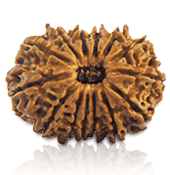 14 Mukhi Rudraksha