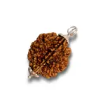 2 Mukhi Rudraksha