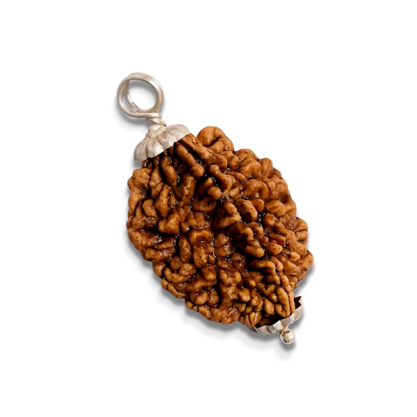 2 Mukhi Rudraksha