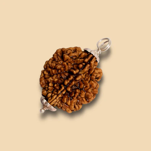 2 Mukhi Rudraksha