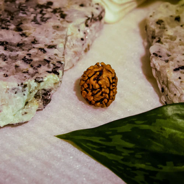 3 Mukhi Rudraksha