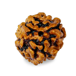 3 Mukhi Rudraksha