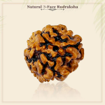 3 Mukhi Rudraksha