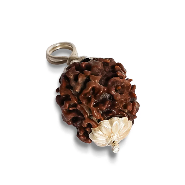 3 Mukhi Rudraksha