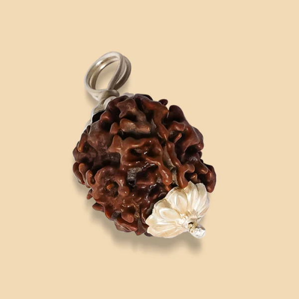 3 Mukhi Rudraksha