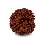 4 Mukhi Rudraksha