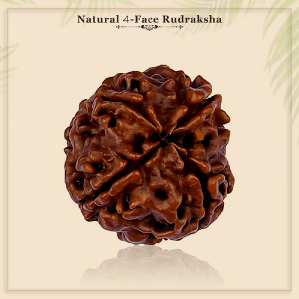 4 Mukhi Rudraksha