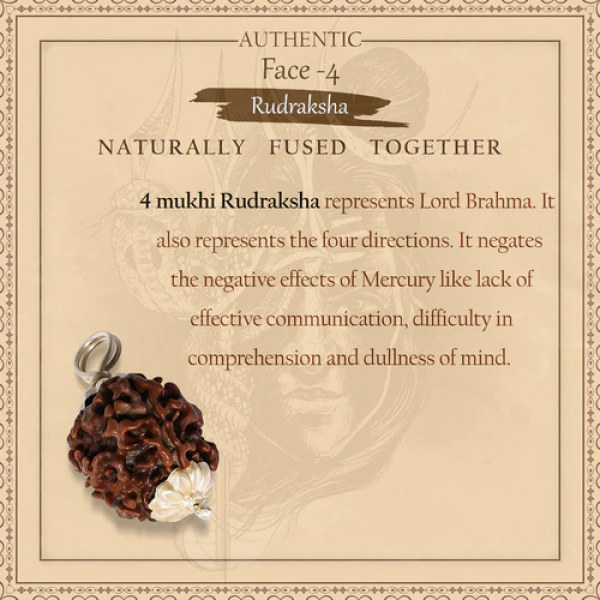 4 Mukhi Rudraksha