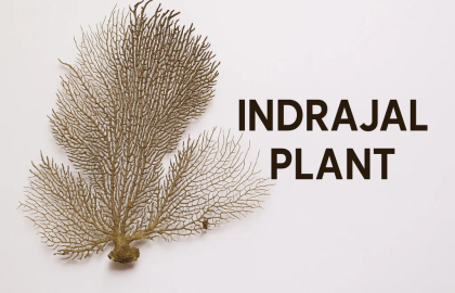 🌿 Buy Original Indrajal Plant (Durlabh Vanaspati): Your Ultimate Shield for Wealth & Protection