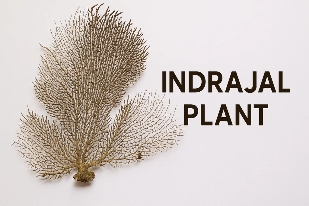 Indrajal-Plant-Indrajal-Vanaspati-1024x683