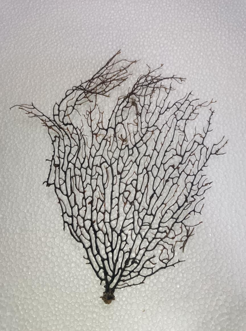 WhatsApp Image 2026-09-17 at 20.01.18 (2)