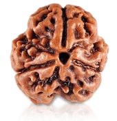 3 Mukhi Rudraksha