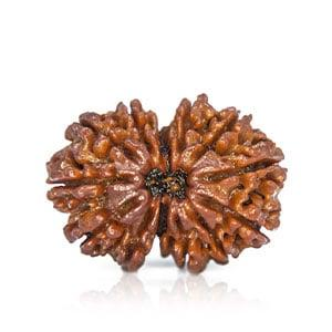 Gaury Shankar Rudraksha