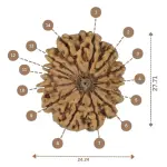 Certified 14 Mukhi Rudraksha - Nepali