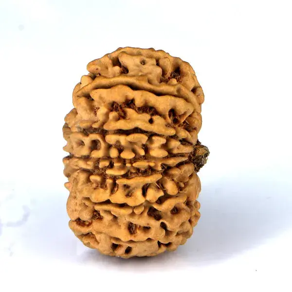 Certified 14 Mukhi Rudraksha - Nepali