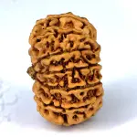 Certified 14 Mukhi Rudraksha - Nepali
