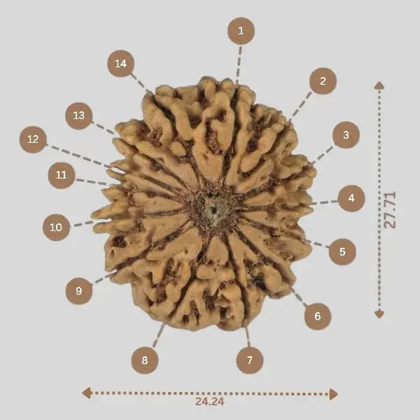 Certified 14 Mukhi Rudraksha - Nepali