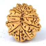 Natural 14 Mukhi Rudraksha - Nepali