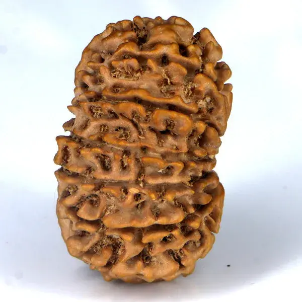 Natural 14 Mukhi Rudraksha - Nepali