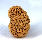 Natural 14 Mukhi Rudraksha - Nepali