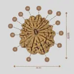Natural 14 Mukhi Rudraksha - Nepali