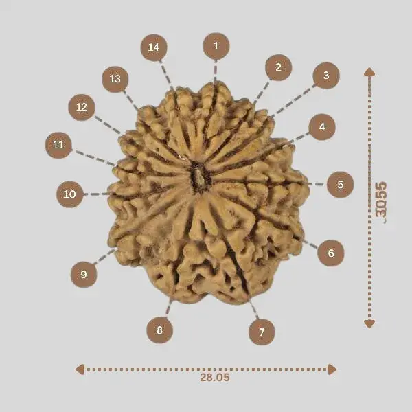 Natural 14 Mukhi Rudraksha - Nepali