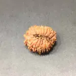 Natural 18 Face(mukhi) Rudraksha - Nepali