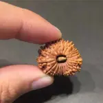 Natural 18 Face(mukhi) Rudraksha - Nepali