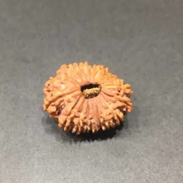 Natural 18 Face(mukhi) Rudraksha - Nepali
