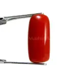 Natural Red Coral (Moonga) - 4.43 Carat