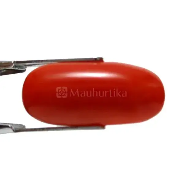 Natural Red Coral (Moonga) - 8.62 Carat