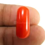 Natural Red Coral (Moonga) -9.12 Carat