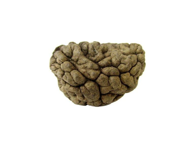 1 Mukhi Rudraksha - Lab Certified