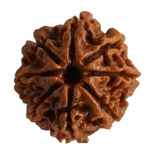 8 Mukhi Rudraksha